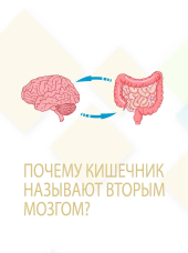 Почему кишечник называют вторым мозгом?!