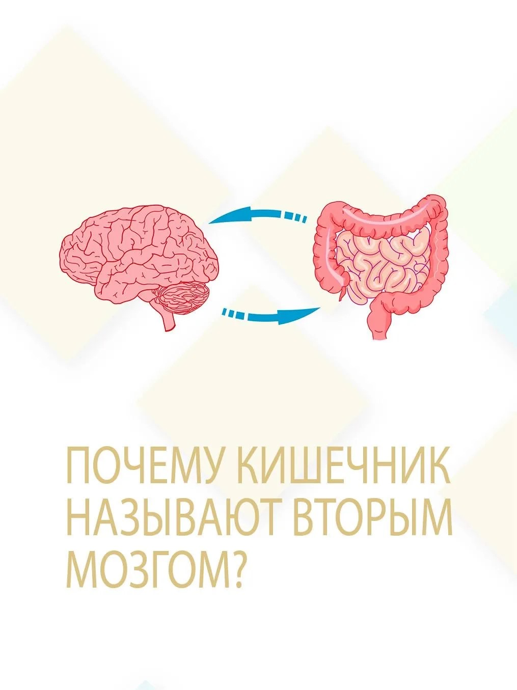 Почему кишечник называют вторым мозгом?!